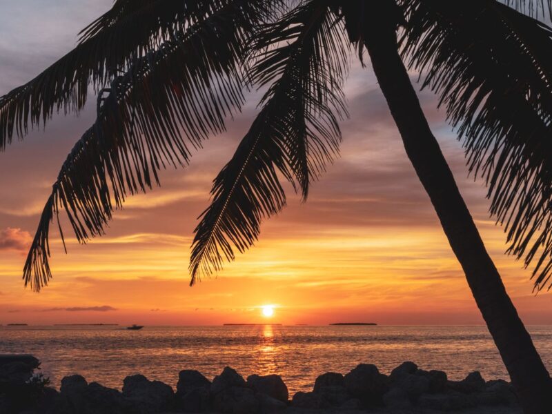 Tropical sunset with silhouetted palm tree in Key West
